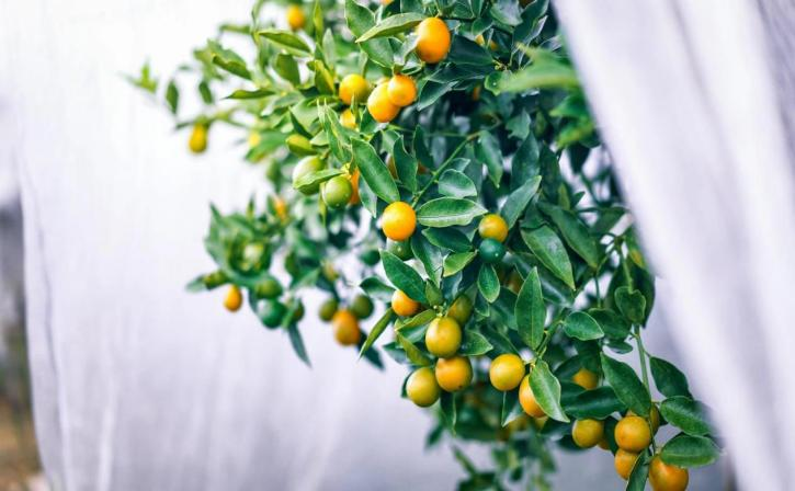 1765172873250347.png 图片4.png